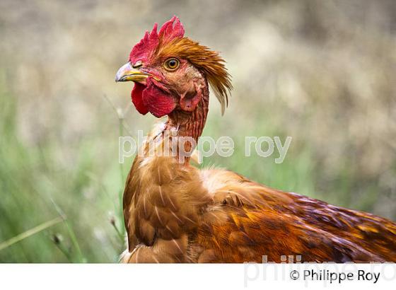 ELEVAGE DE POULETS CHAPONS FERMIERS , IGP VOLAILLE DES LANDES, LABEL ROUGE, QUALITE LANDES. (00A05730.jpg)