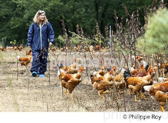 PROTECTION SANITAIRE, ELEVAGE DE POULETS CHAPONS FERMIERS , IGP VOLAILLE DES LANDES. (00A05734.jpg)