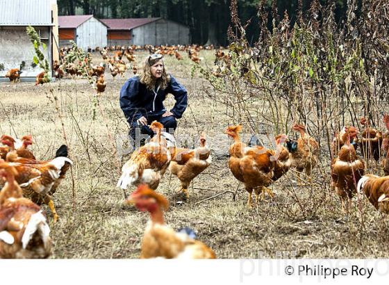PROTECTION SANITAIRE, ELEVAGE DE POULETS CHAPONS FERMIERS , IGP VOLAILLE DES LANDES. (00A05735.jpg)
