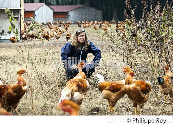 PROTECTION SANITAIRE, ELEVAGE DE POULETS CHAPONS FERMIERS , IGP VOLAILLE DES LANDES. (00A05736.jpg)