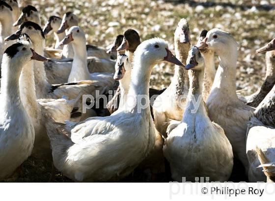 ELEVAGE DE CANARD GRAS EN LIBERTE, LA  FERME DU FOIE GRAS,  MUGRON, CHALOSSE, LANDES. (00A05829.jpg)