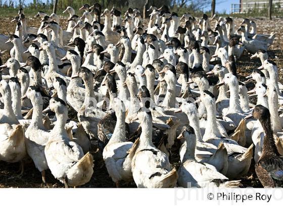 ELEVAGE DE CANARD GRAS EN LIBERTE, LA  FERME DU FOIE GRAS,  MUGRON, CHALOSSE, LANDES. (00A05833.jpg)