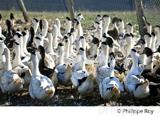 ELEVAGE DE CANARD GRAS EN LIBERTE, LA  FERME DU FOIE GRAS,  MUGRON, CHALOSSE, LANDES. (00A05905.jpg)