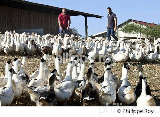 ELEVAGE DE CANARD GRAS EN LIBERTE, LA  FERME DU FOIE GRAS,  MUGRON, CHALOSSE, LANDES. (00A05912.jpg)