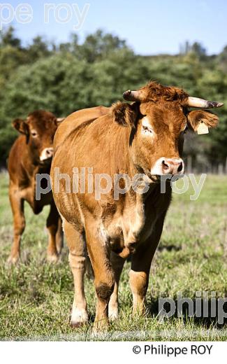 VACHE LIMOUSINE, VILLAGE  DE CASTELMORON D'ALBRET, ENTRE DEUX MERS, GIRONDE. (00A05920.jpg)