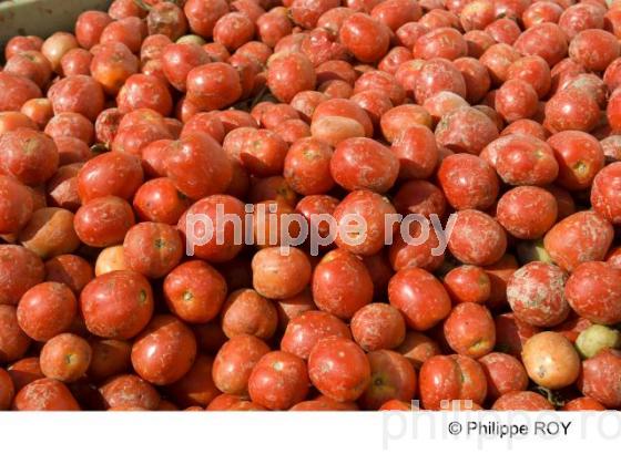 Tomates - Economie (00E02817.jpg)