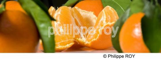 Mandarines (00G01336.jpg)