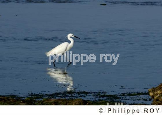 Aigrette (00N01502.jpg)