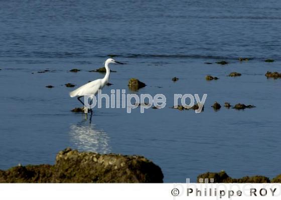 Aigrette (00N01519.jpg)