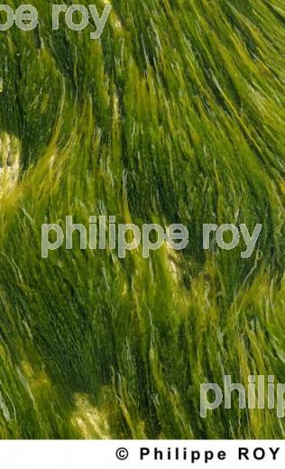 Algues (00N01526.jpg)