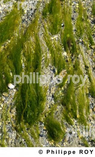 Algues (00N01527.jpg)