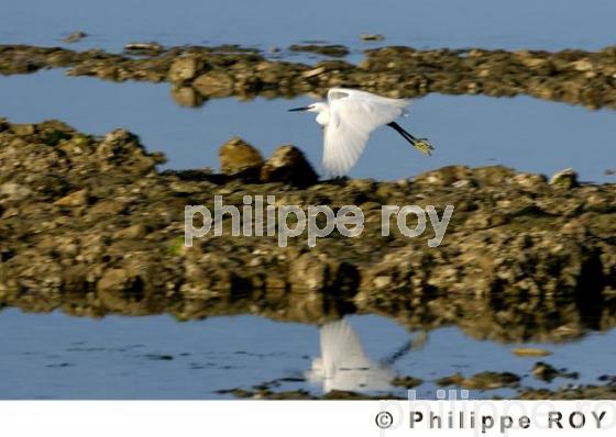 Aigrette (00N01531.jpg)