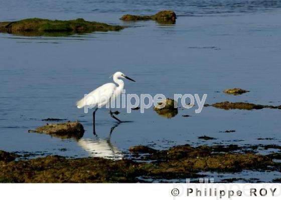 Aigrette (00N01532.jpg)