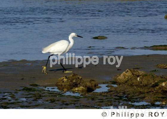 Aigrette (00N01533.jpg)