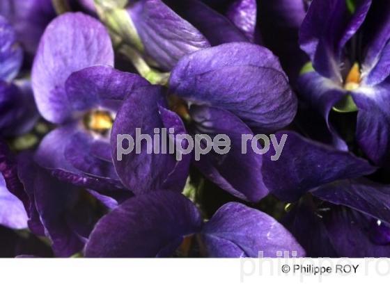 Violette - Nature (00N01921.jpg)