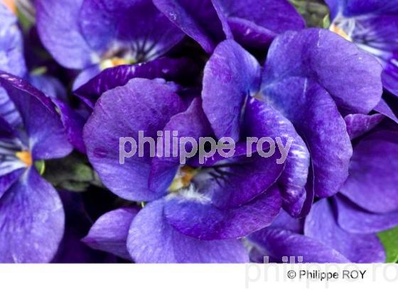 Violette - Nature (00N01922.jpg)