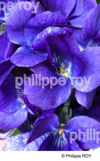 Violette - Nature (00N01923.jpg)