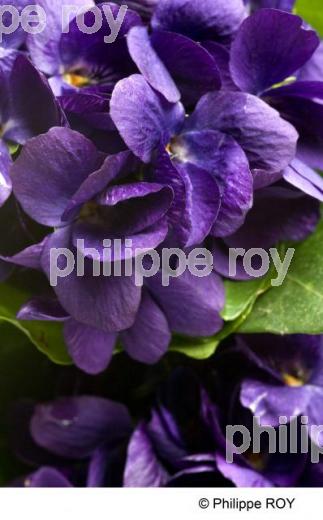 Violette - Nature (00N01924.jpg)