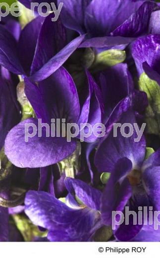 Violette - Nature (00N01925.jpg)