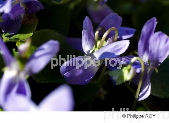 Violette - Nature (00N01926.jpg)
