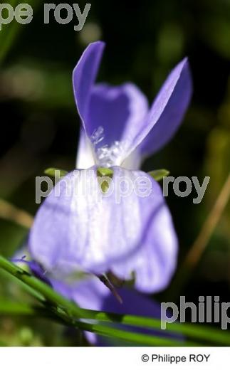 Violette - Nature (00N01927.jpg)