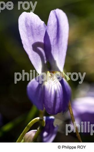 Violette - Nature (00N01928.jpg)