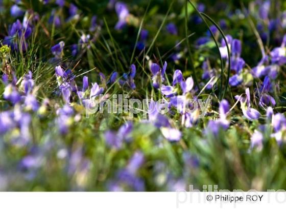 Violette - Nature (00N01929.jpg)