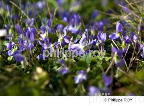 Violette - Nature (00N01930.jpg)