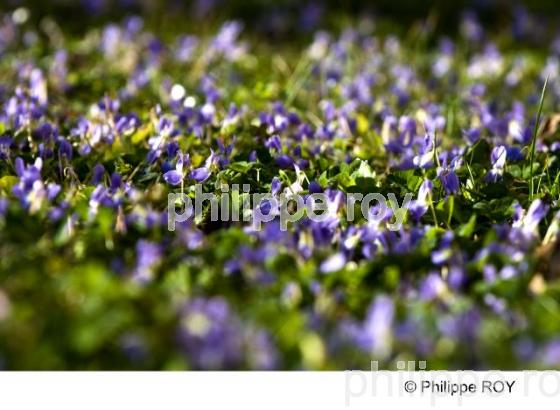 Violette - Nature (00N01932.jpg)