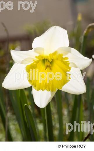 Narcisse - Gironde (00N02017.jpg)