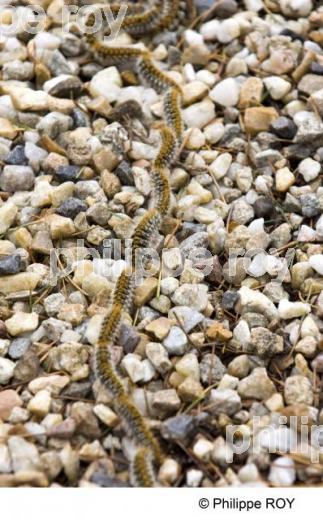 Chenille processionnaire (00N02018.jpg)