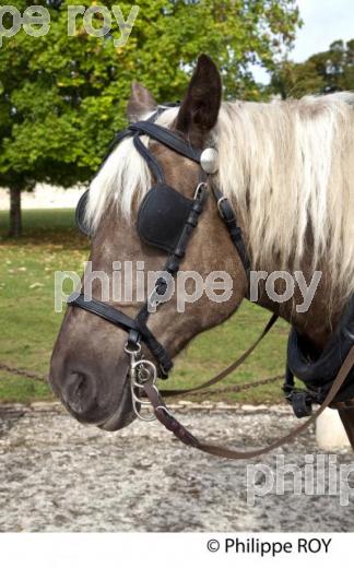 HARNACHEMENT D UN CHEVAL DE TRAIT POUR TRACTION DE ROULOTTE. (00N02128.jpg)