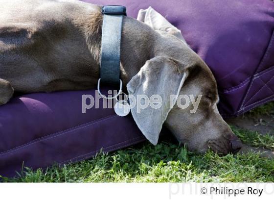 REPOS D UN CHIEN  DE RACE BRAQUE (00N02133.jpg)
