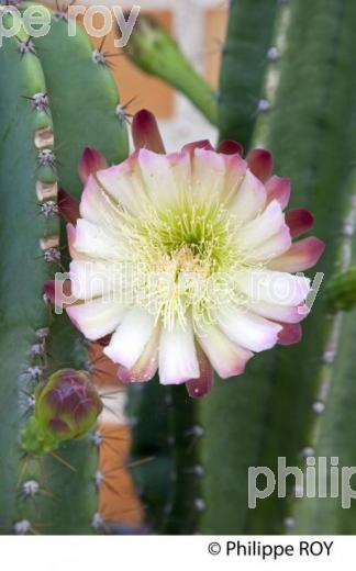 FLEUR DE CACTUS,  BASSIN D' ARCACHON, COTE D' ARGENT, GIRONDE. (00N02136.jpg)