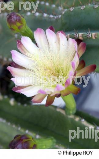 FLEUR DE CACTUS,  BASSIN D' ARCACHON, COTE D' ARGENT, GIRONDE. (00N02137.jpg)