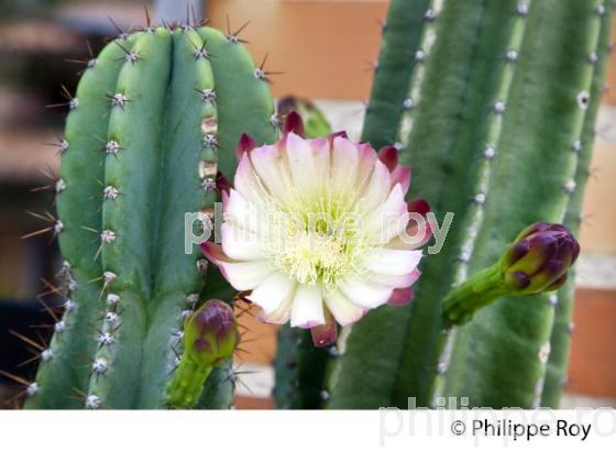 FLEUR DE CACTUS,  BASSIN D' ARCACHON, COTE D' ARGENT, GIRONDE. (00N02138.jpg)