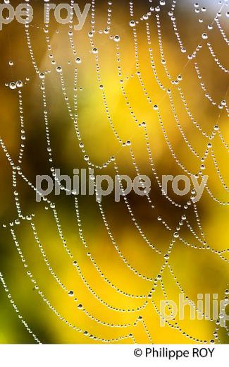 TOILE D' ARAIGNEE ,  SUR VIGNE , A L' AUTOMNE,  VIGNOBLE BORDELAIS,  GIRONDE, AQUITAINE. (00N02204.jpg)