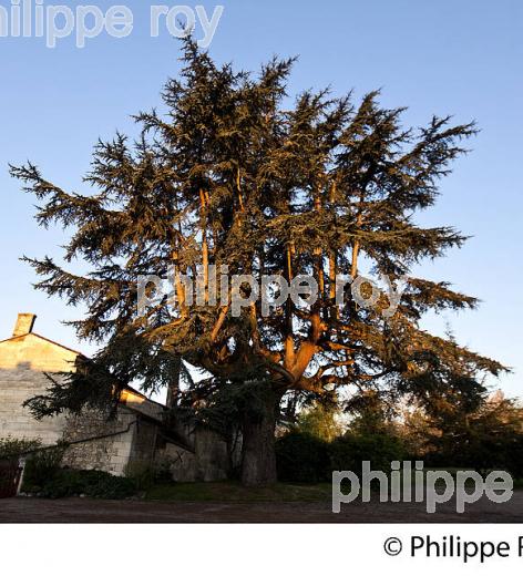 CEDRE  BLEU DE L' ATLAS, TRICENTENAIRE , SAILLANS, GIRONDE (00N02403.jpg)