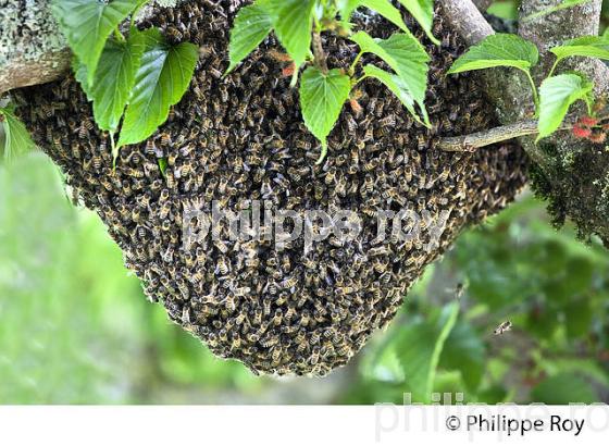 ESSAIM D' ABEILLES, VILLAGE DE SAMATAN, GASCOGNE, GERS. (00N02412.jpg)