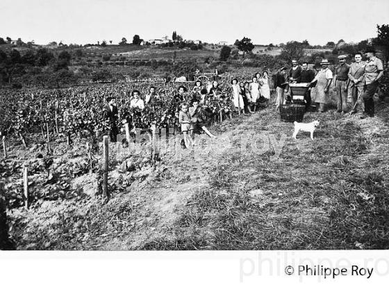 VENDANGES A PILLEBOURSE EN 1950, SAILLANS, GIRONDE. (00P03011.jpg)