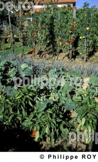 Jardin potager (00S01620.jpg)