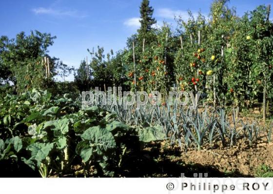 Jardin potager (00S01701.jpg)