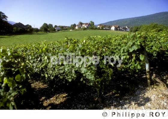 Le vignoble de Savoie (01V00101.jpg)
