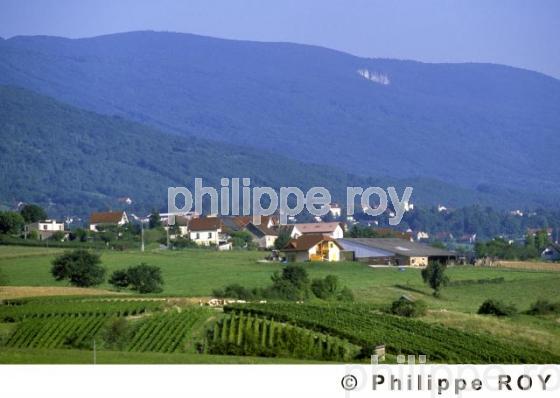 Le vignoble de Savoie (01V00103.jpg)
