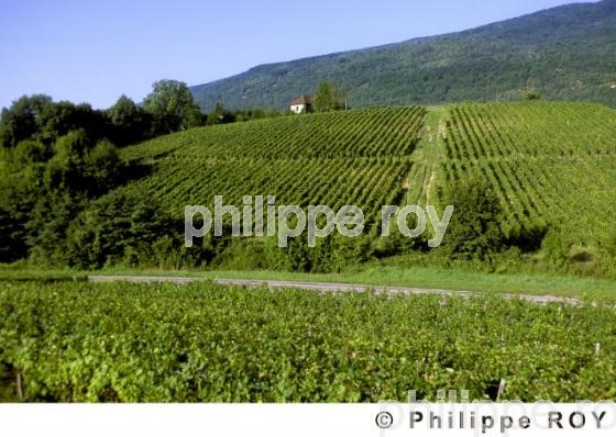 Le vignoble de Savoie (01V00111.jpg)