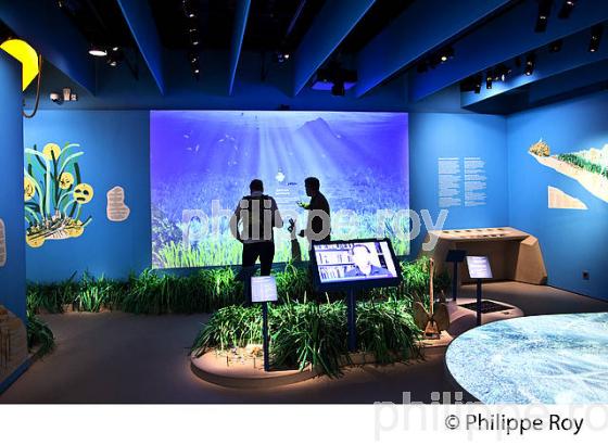 POSIDONIA, VILLE DE ANTIBES  JUAN -LES-PINS, COTE D' AZUR (06F00503.jpg)