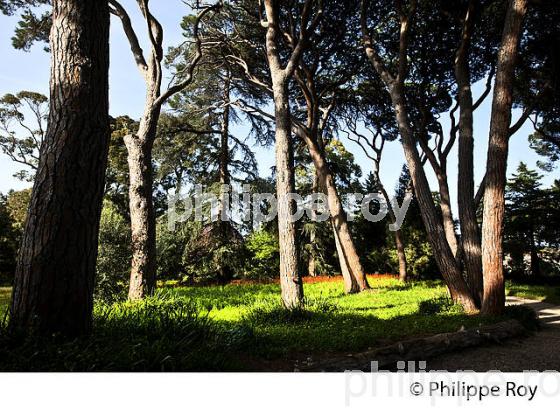 JARDIN BOTANIQUE  DE LA VILLA THURET, ANTIBES JUAN LES PINS, COTE D' AZUR. (06F00537.jpg)