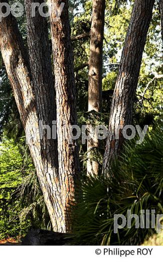 JARDIN BOTANIQUE  DE LA VILLA THURET, ANTIBES JUAN LES PINS, COTE D' AZUR. (06F00539.jpg)