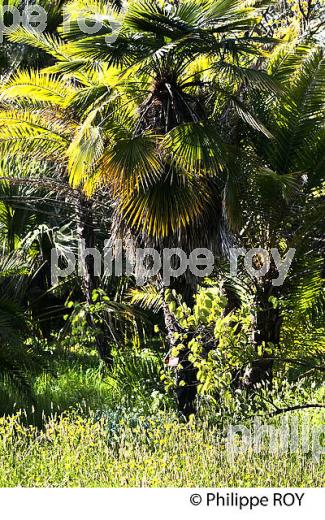 JARDIN BOTANIQUE  DE LA VILLA THURET, ANTIBES JUAN LES PINS, COTE D' AZUR. (06F00601.jpg)