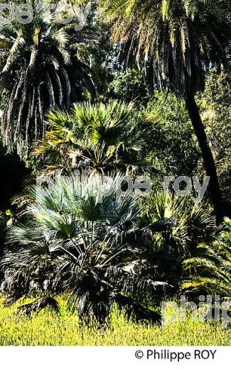 JARDIN BOTANIQUE  DE LA VILLA THURET, ANTIBES JUAN LES PINS, COTE D' AZUR. (06F00602.jpg)